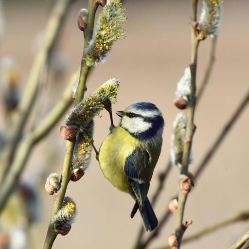 Haben Vögel im Frühling mehr Hunger als im Winter?