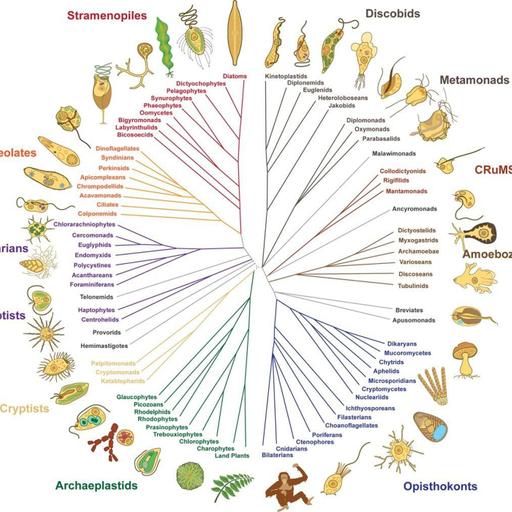 The Other 99% of Life on Planet Earth : Couch Microscopy with Dr. Julia van Etten