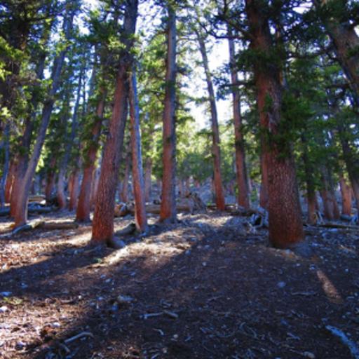 Bristlecone Pine, Mine Reclamation and Land Management