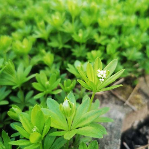 Der Waldmeister