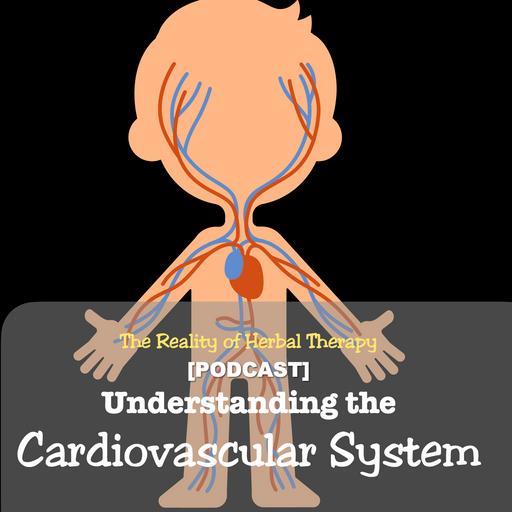 Understanding Your Cardiovascular System: