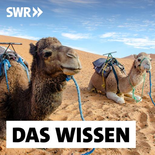 Dromedare und Kamele – Warum die Traditionstiere Zukunft haben