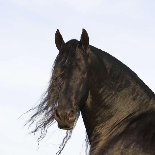 Is It Worth Trying Veterinary Homeopathy For Your Animal's Health?