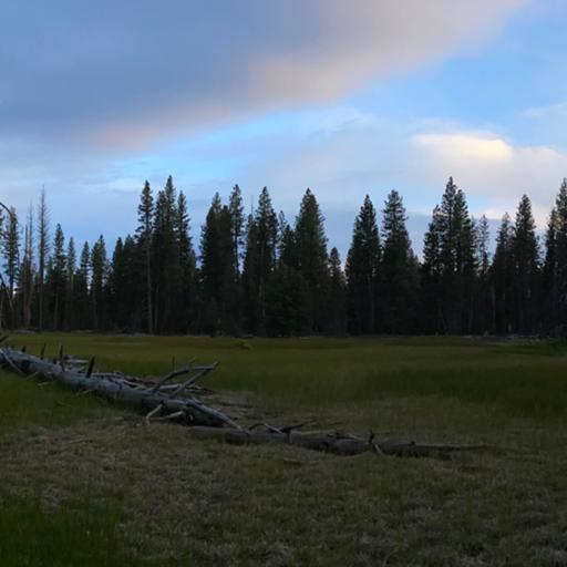 Bonus! Lone Coyote Howling In The Night