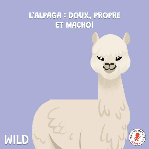 L'Alpaga : doux, propre et macho !