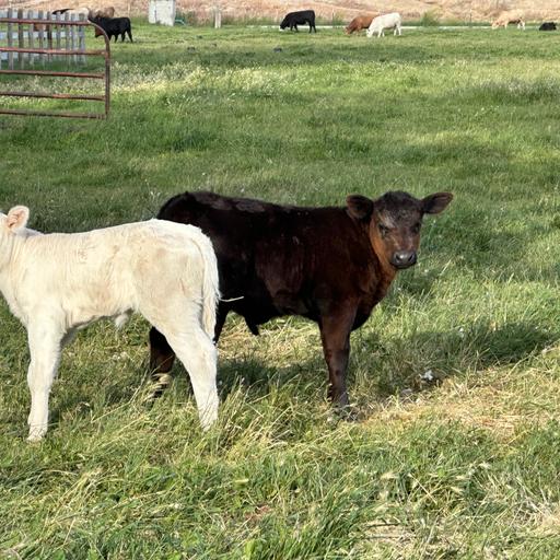 OFI 2112: Surprise Calves And Egg Sales