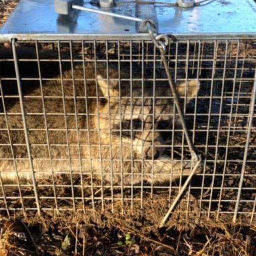 OFI 2114: How To Start A Trapping Business | Peter Dalton | Hunt Country Wildlife Removal | Re-Cap Episode