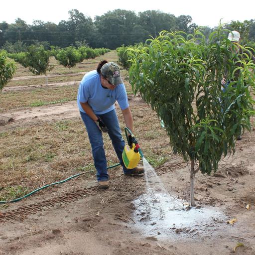 Beneficial Nematodes with David Shapiro-Ilan