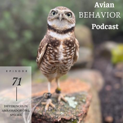71 Differences in Ambassador Owl Species
