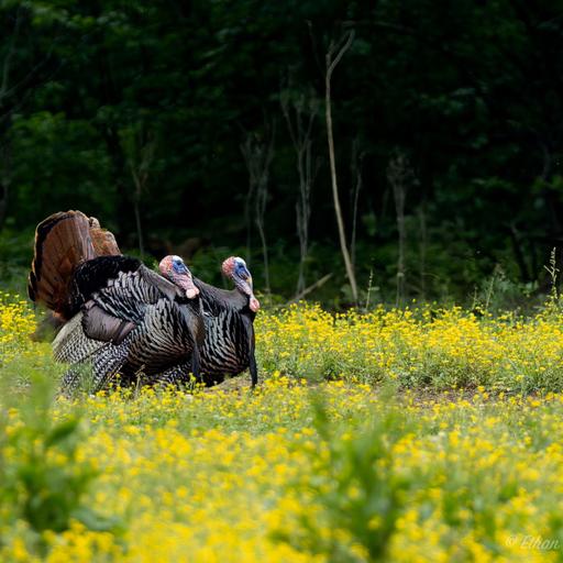 Impacts of Regenerative Food Plots on Wild Turkeys