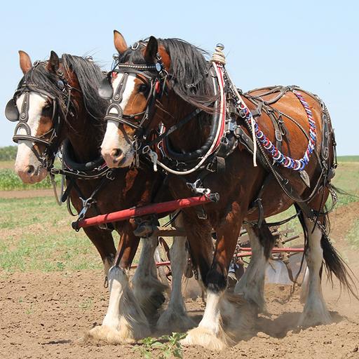 EP 145: How to Choose a Feed for Your Easy Keeper