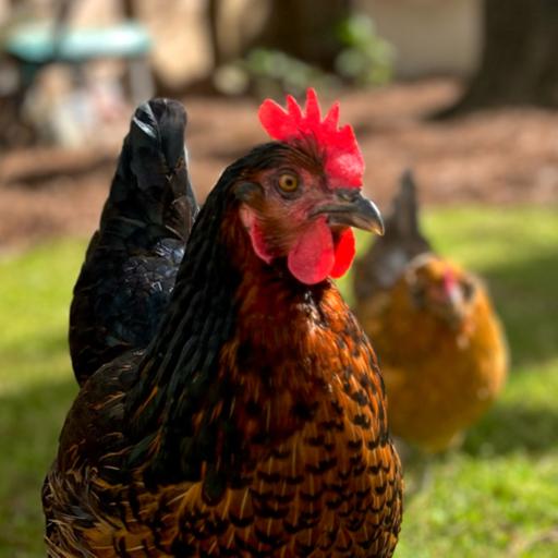 How to keep chickens cool in the Summer