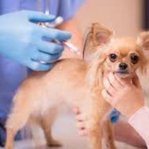 What diseases should you vaccinate your pets against and how often