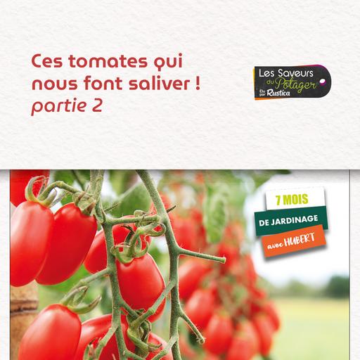 Ces tomates qui nous font saliver ! Partie 2