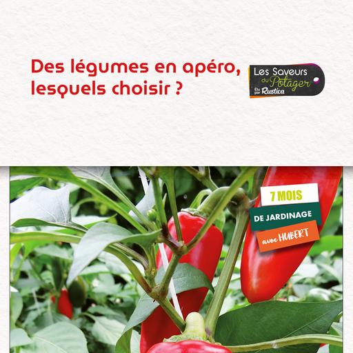 Des légumes en apéro, lesquels choisir ?