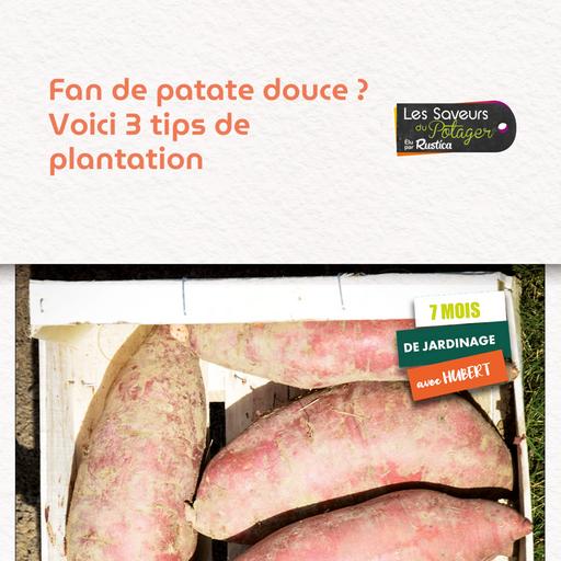 Fan de Patate Douce ? Voici 3 Tips de Plantation