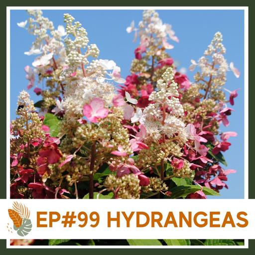 Ep#99: Hydrangea- Landscape Plant Bio