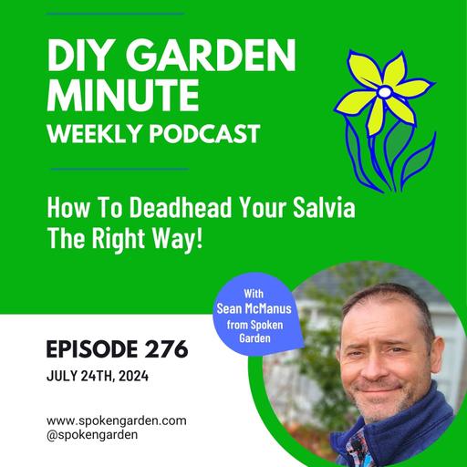 How to Deadhead Your Salvia The Right Way for Continuous Flowering All Summer - DIY Garden Minute