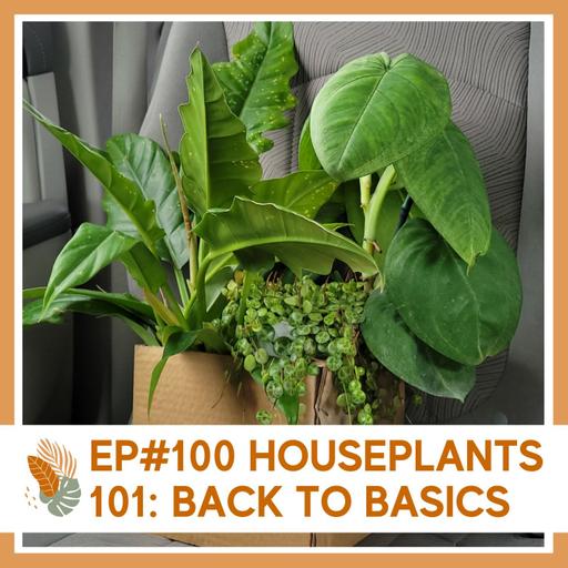 Ep#100: Houseplants 101- Back to Basics