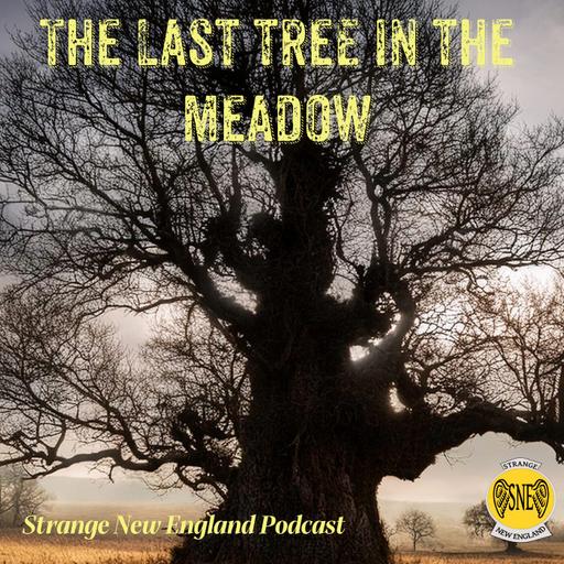 The Last Tree in the Meadow -a Ghost Story