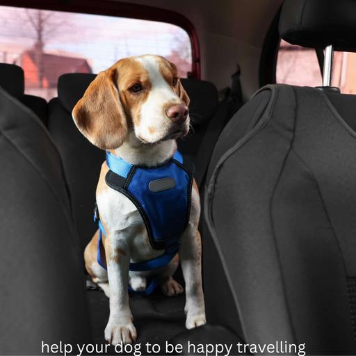 4 Ways To Help Your Dog Be Happier Travelling