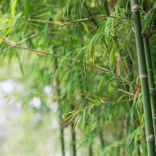 Is Bamboo REALLY The Plant From Hell?