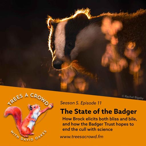 Dr Hannah Trayford & Rachel Bigsby: The State of the Badger, with the Badger Trust