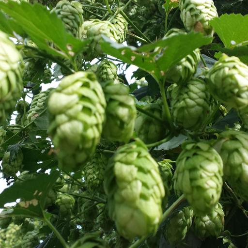 Episode 56: 2024 North American Hop Crop Update