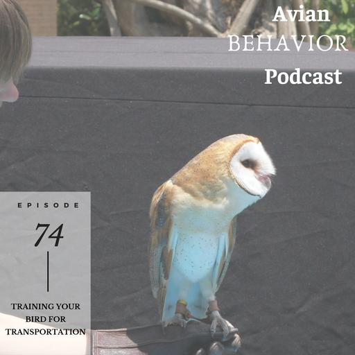 74 Training your bird for transportation