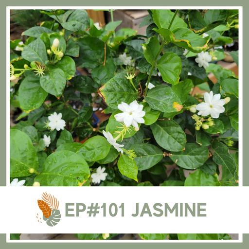 Ep#101: Jasmine Plant Bio