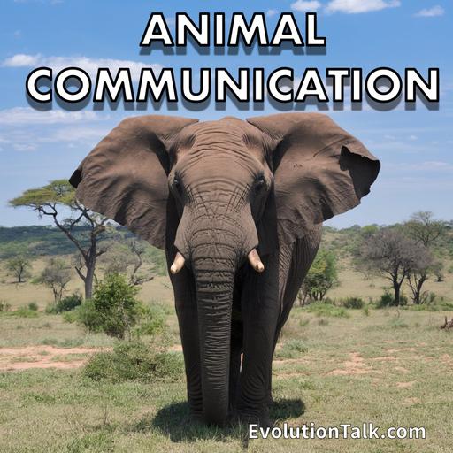 Animal Communication