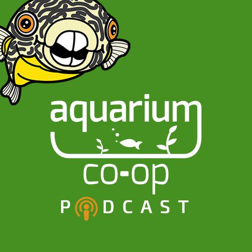 My 1 Rule That Always Works With Aquariums - Episode 305 - Live Sunday