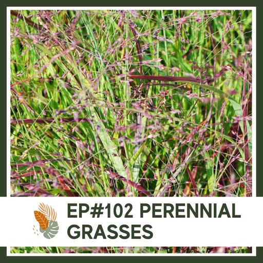 Ep#102: Perennial Grasses