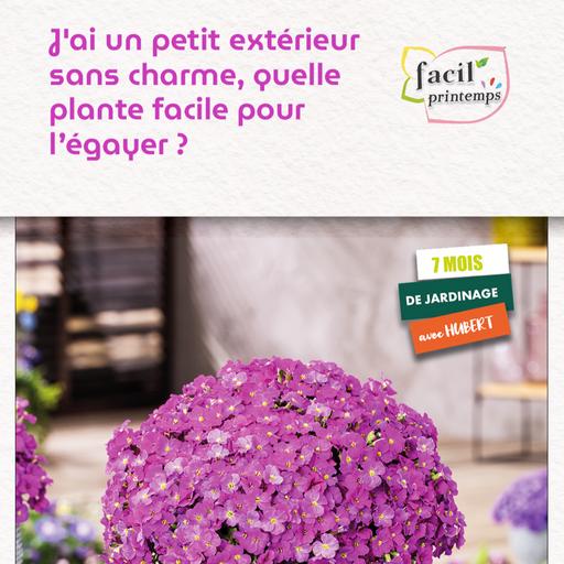 J'ai un petit extérieur sans charme, quelle plante facile pour l'égayer ?