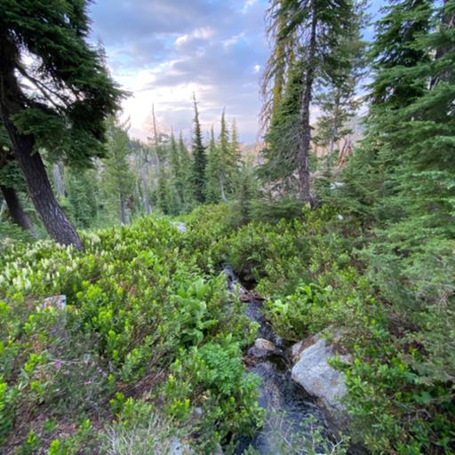 168: Russian Wilderness- Tree Ears- South Russian Creek