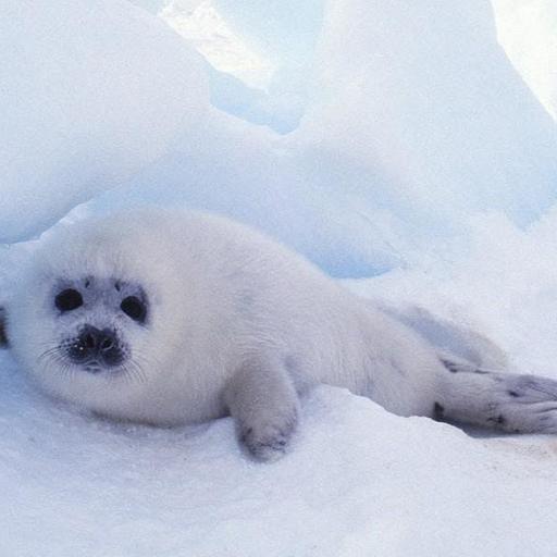 Freshwater Baikal Seal