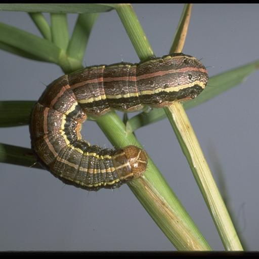 Part 1: Fall Armyworms Don't Eat Healthy Food Plots! (or any pest insect for that matter!)