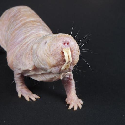 Wowed by Naked Mole Rats