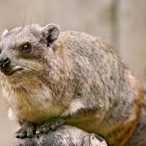 Hyrax Can Sing