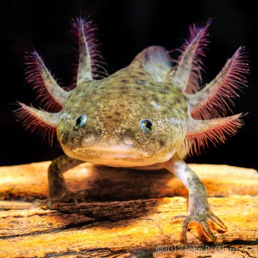 Axolotl: Mysteries of Regeneration