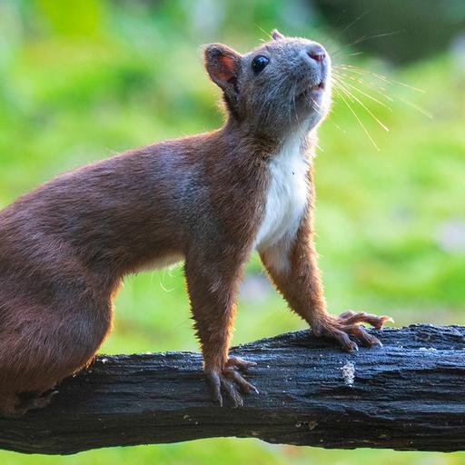 Wildtieren helfen