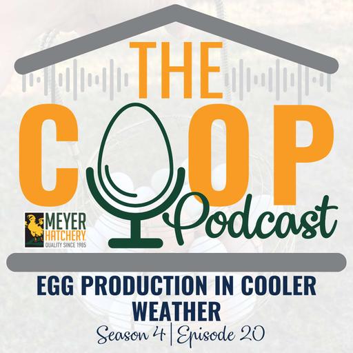 Egg Production in Cooler Weather