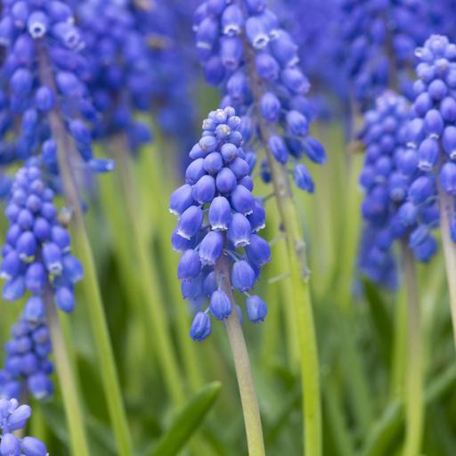 Muscari, storing produce, and fungi