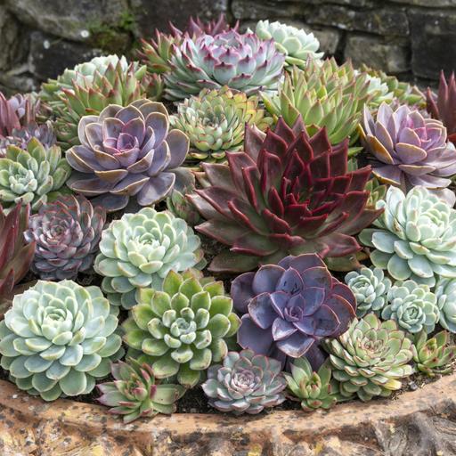 Holehird Gardens, Echeverias, and dividing perennials