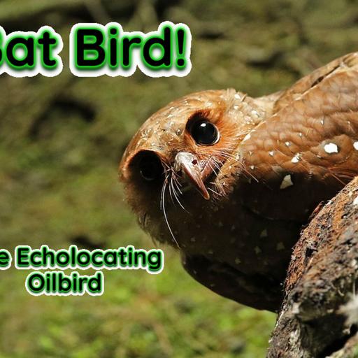 Episode 69: Bat Bird: The nocturnal, cave-dwelling Oilbird