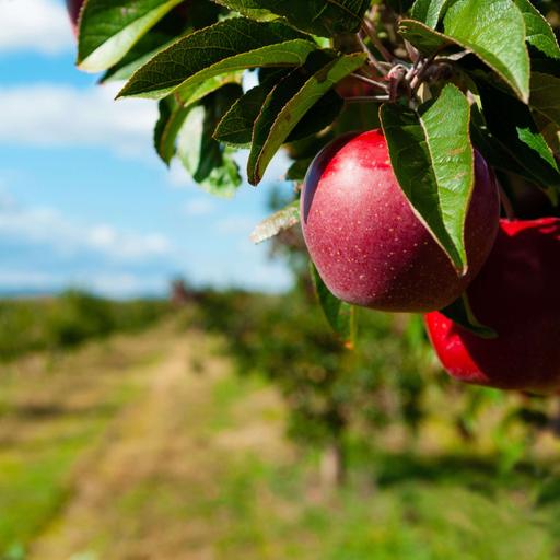 Fertilizing Fruit Trees in the Fall: Biodynamic Tips with Alan Suprenant