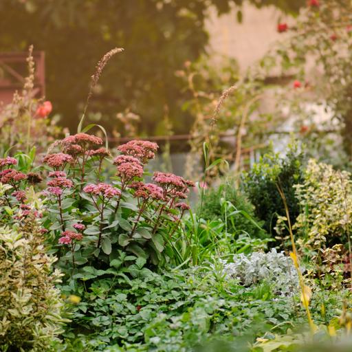 More late summer tasks to get your gardens ready for overwintering