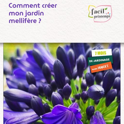 Comment créer mon jardin mellifère ?