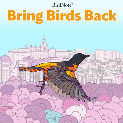 Making the Windy City Safer for Birds