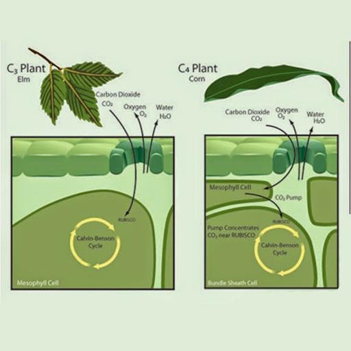 Aparici en Órbita s06e23: Las tres fotosíntesis de las plantas